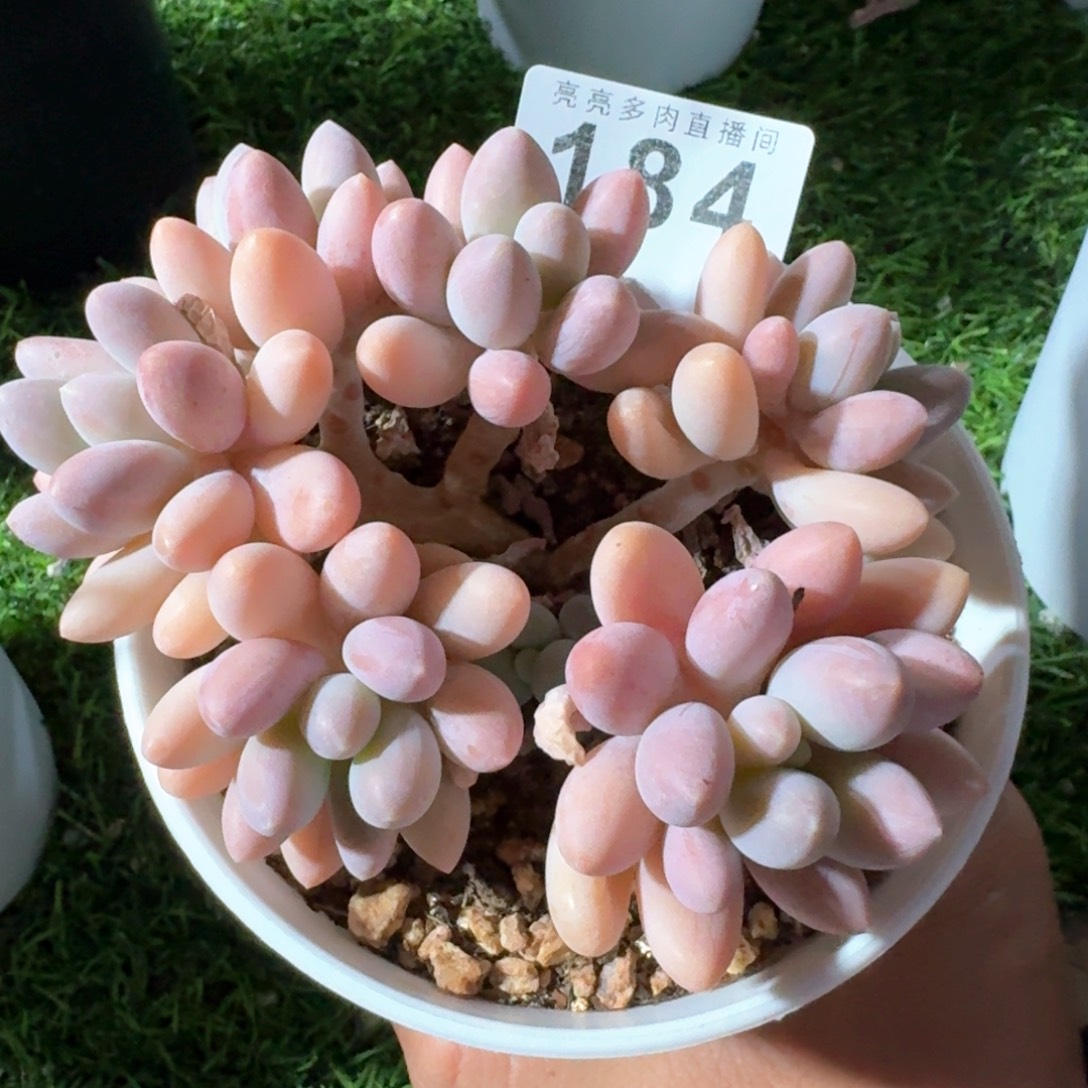粉色恋人            多肉植物