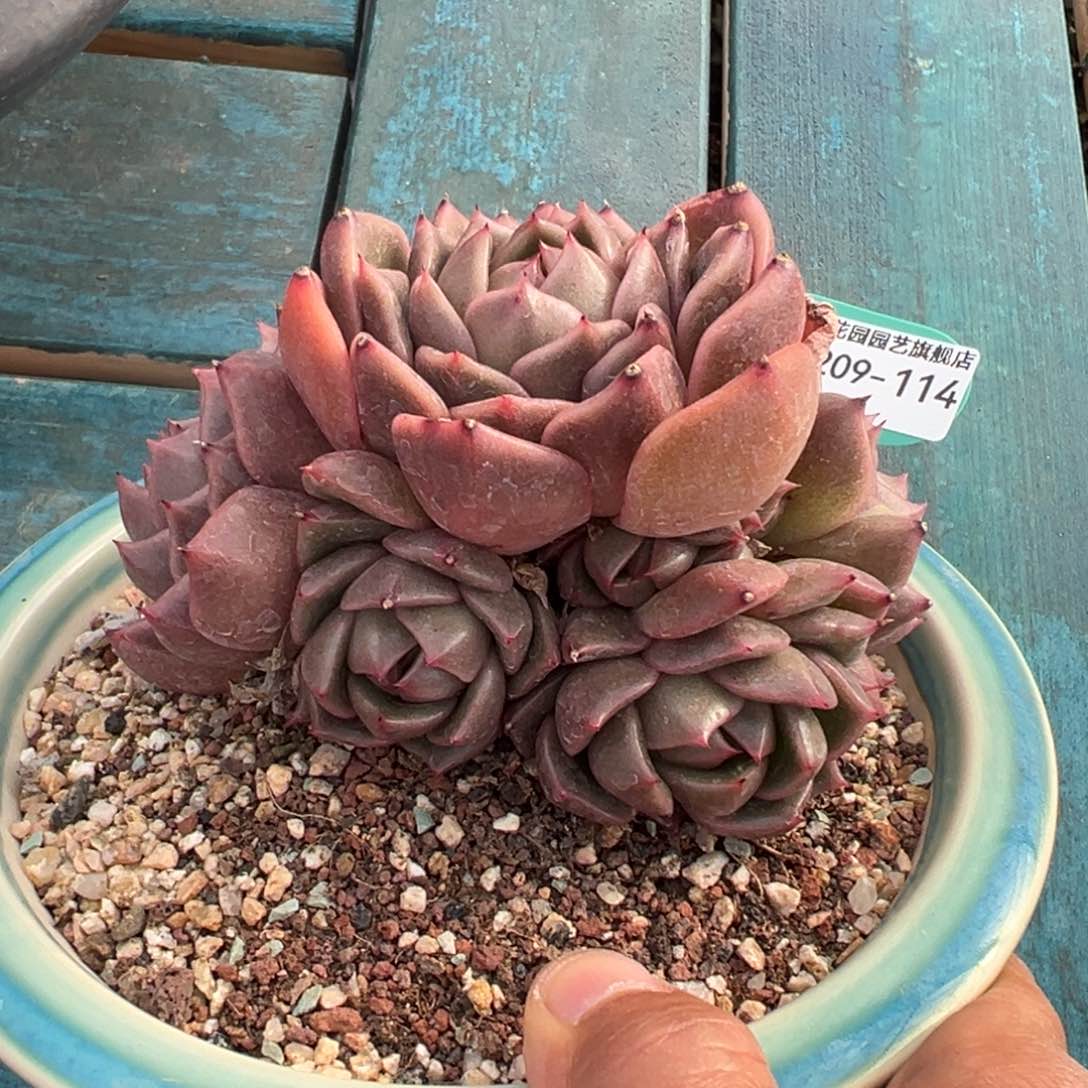 多肉一物一拍0209-114