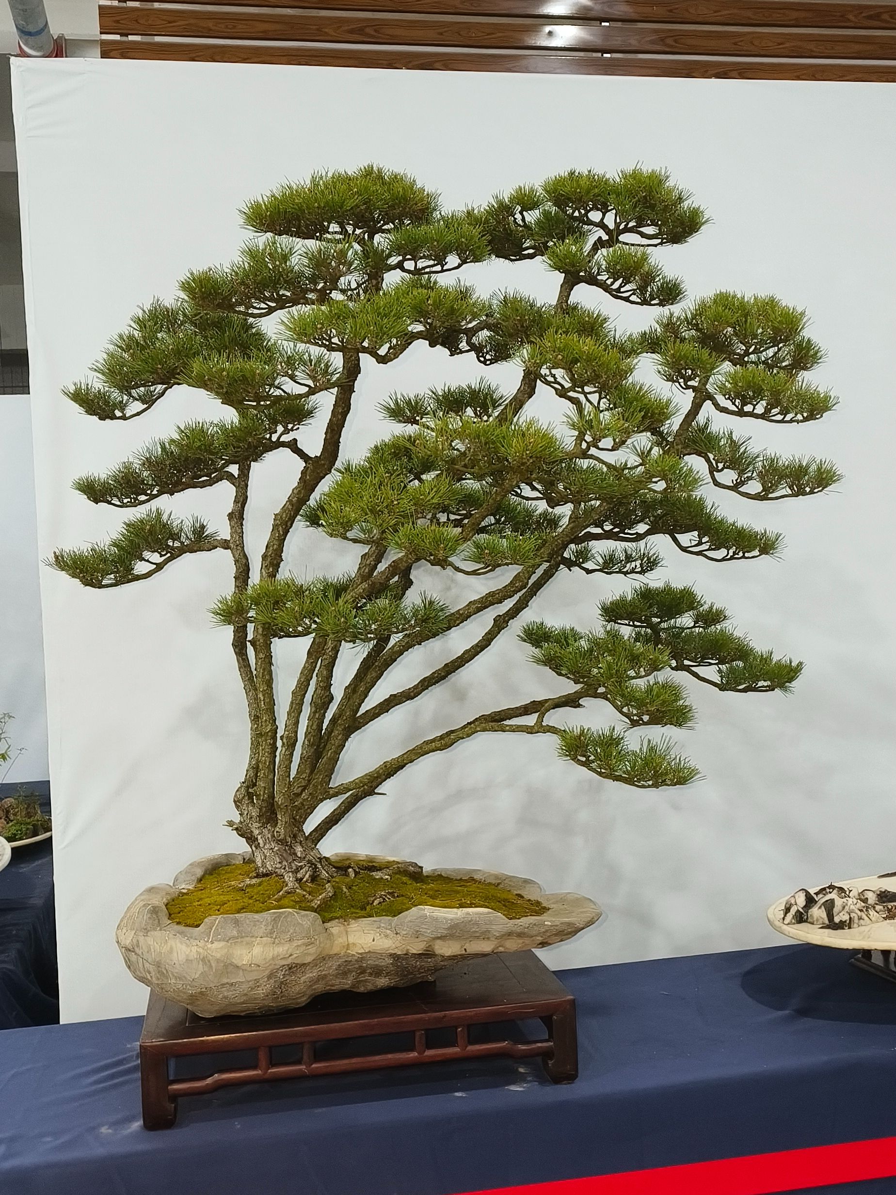 一物一拍通用直播链接