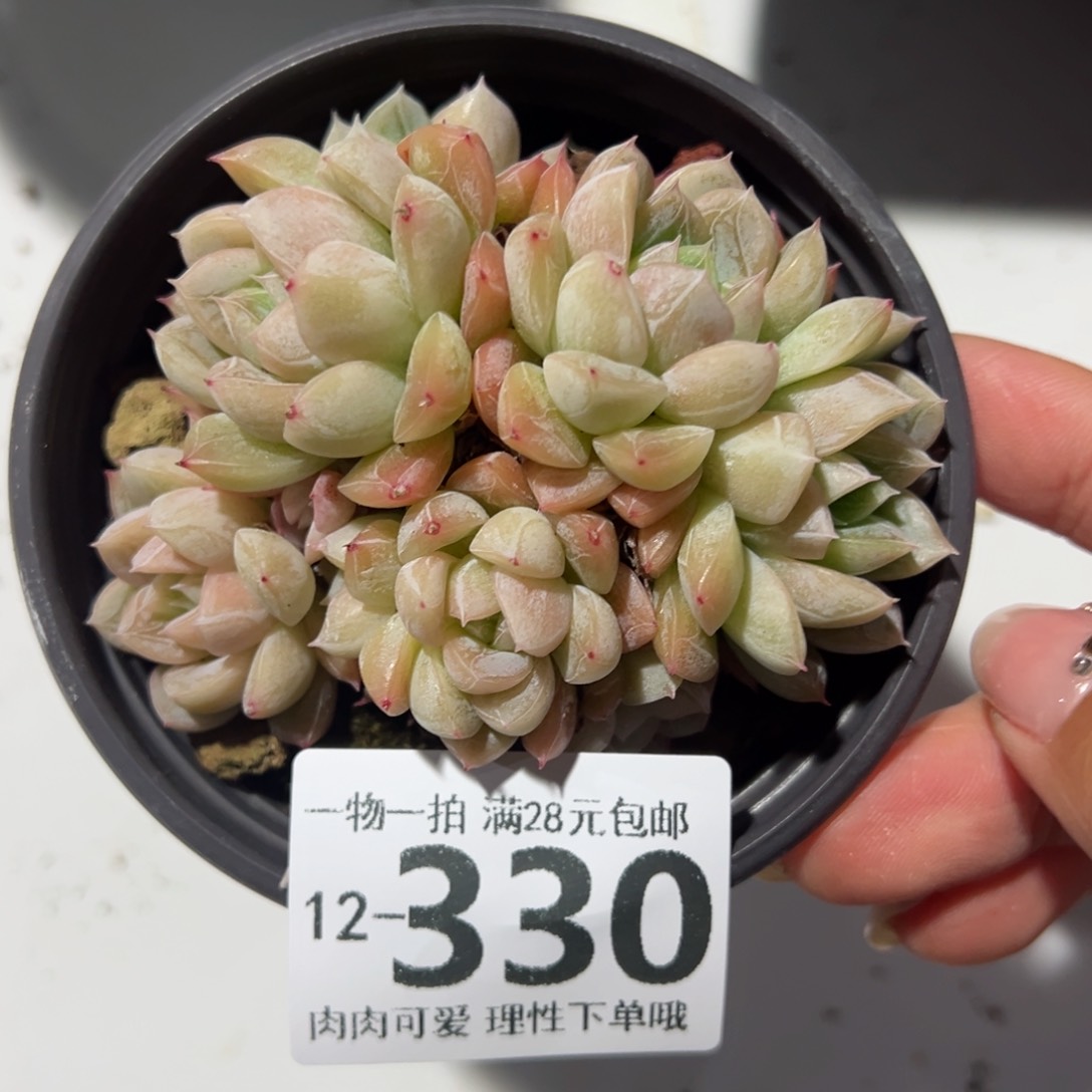 R**a艾莎多肉多肉多肉老桩