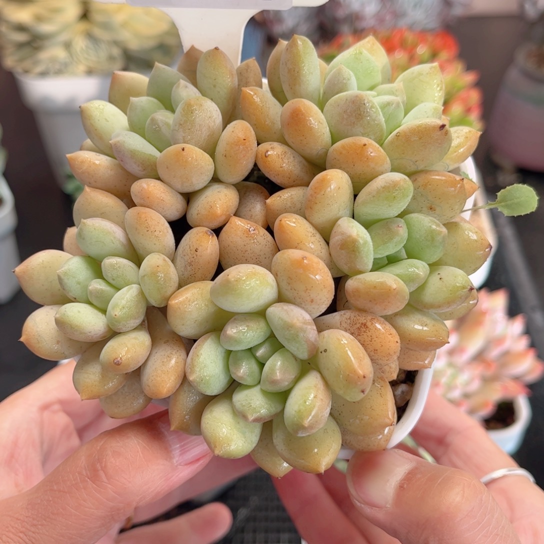 多肉植物0139 一定要拍个冷链哦