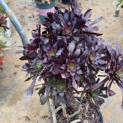 黑法多肉植物030