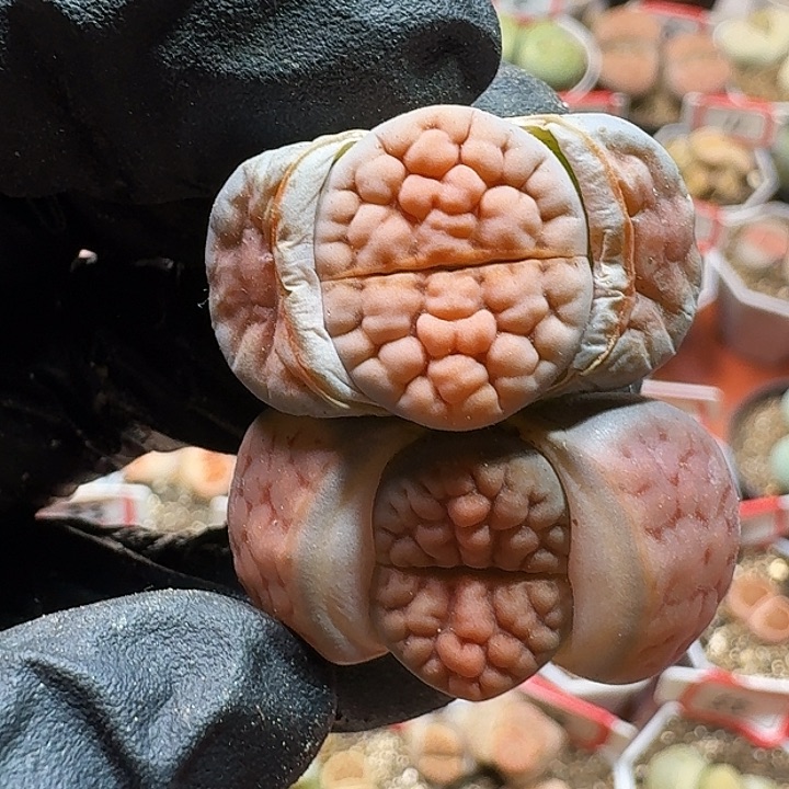 生石花233:：：。  279