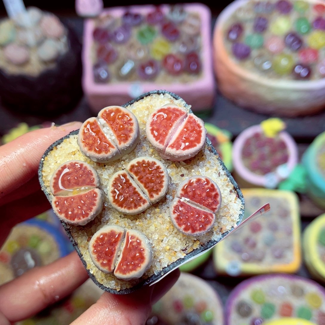 100生石花带盆发1