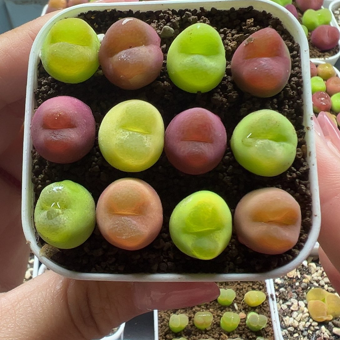 194毛汉尼裸根发货