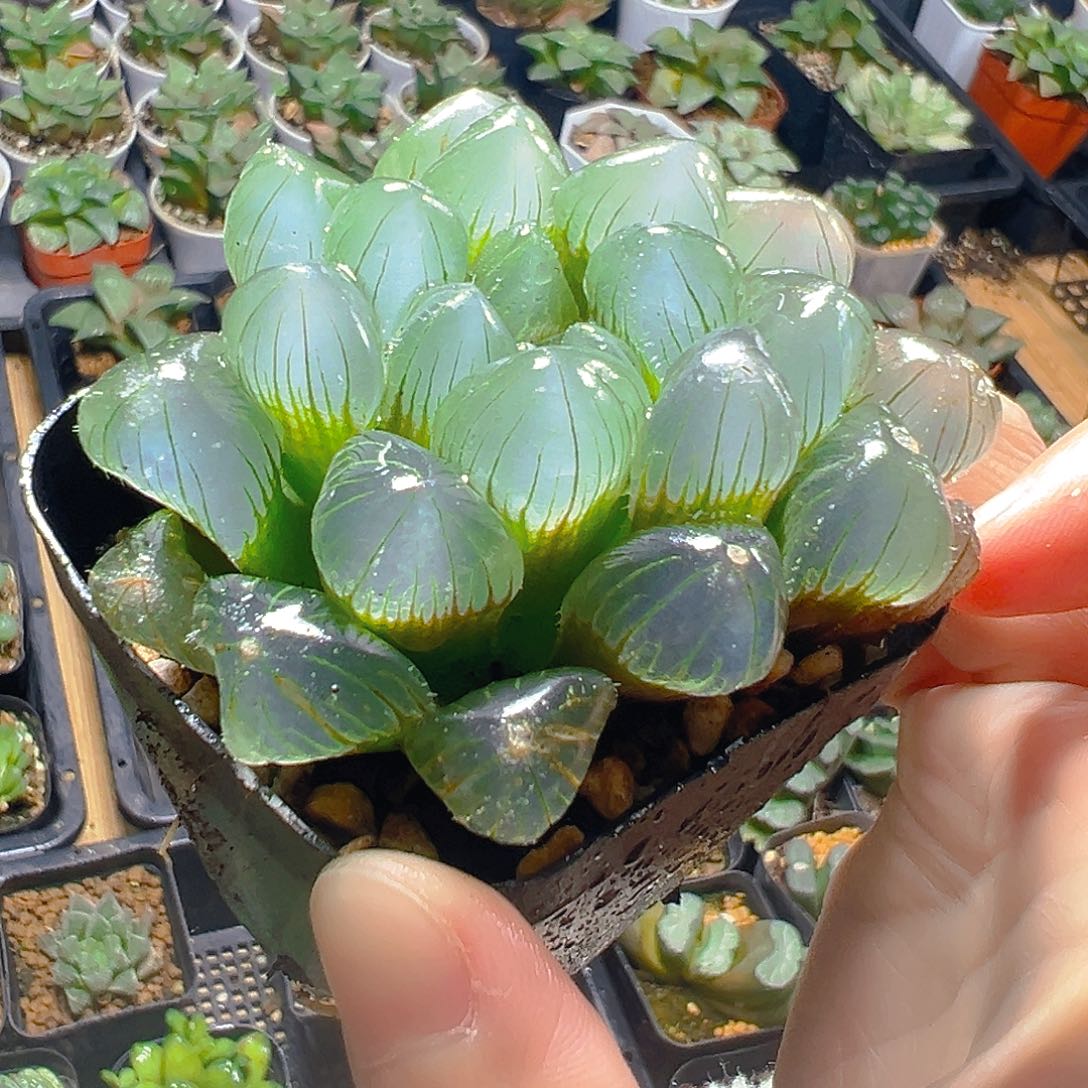 特丸玉露多肉多肉1