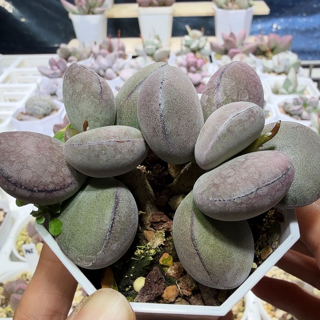 球球紫蛋水泡多肉植物
