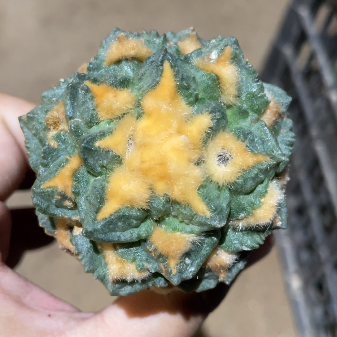 金毛龟甲牡丹858 仙人球