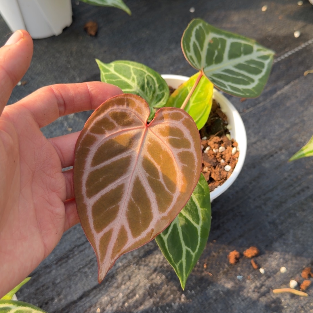 完全开放银光芙蓉 6