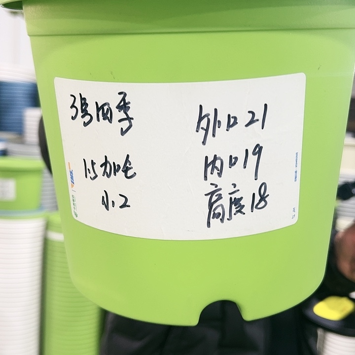 特价3号四季口21高18果绿色10个带托