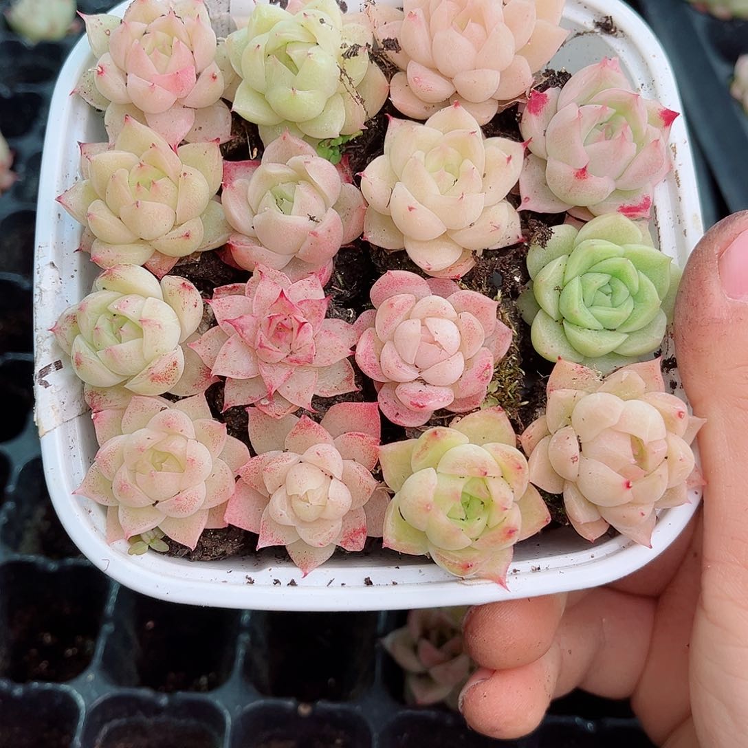 1-348 新疆西藏内蒙不发12.8包邮2-3公分多肉