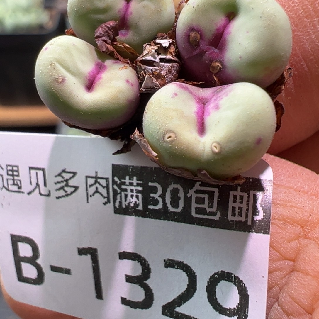 多肉植物1111111111111