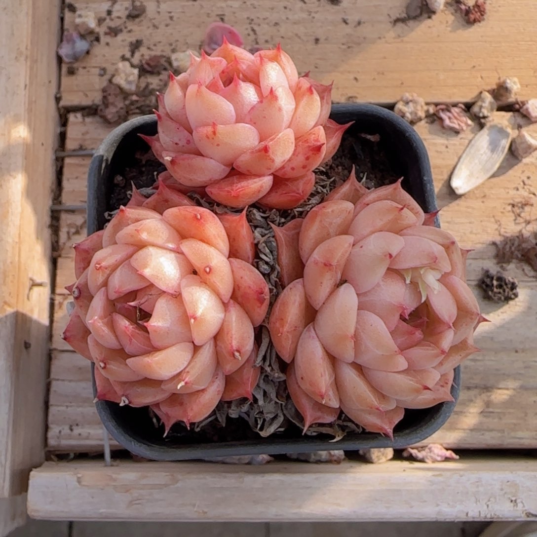 莲*黄精一颗满28包邮精控优选