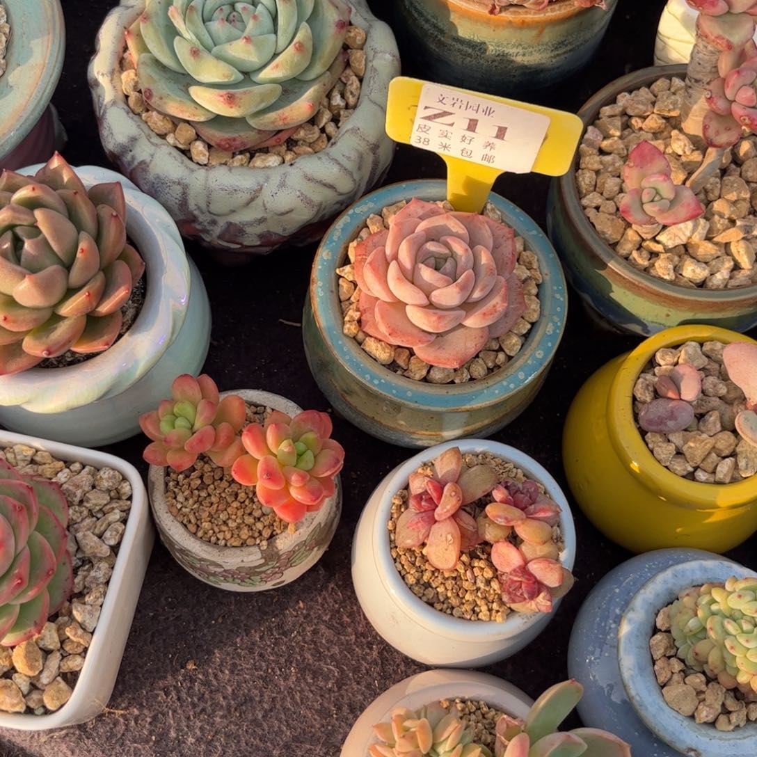 ㋛***儿多肉植物111111纯爱