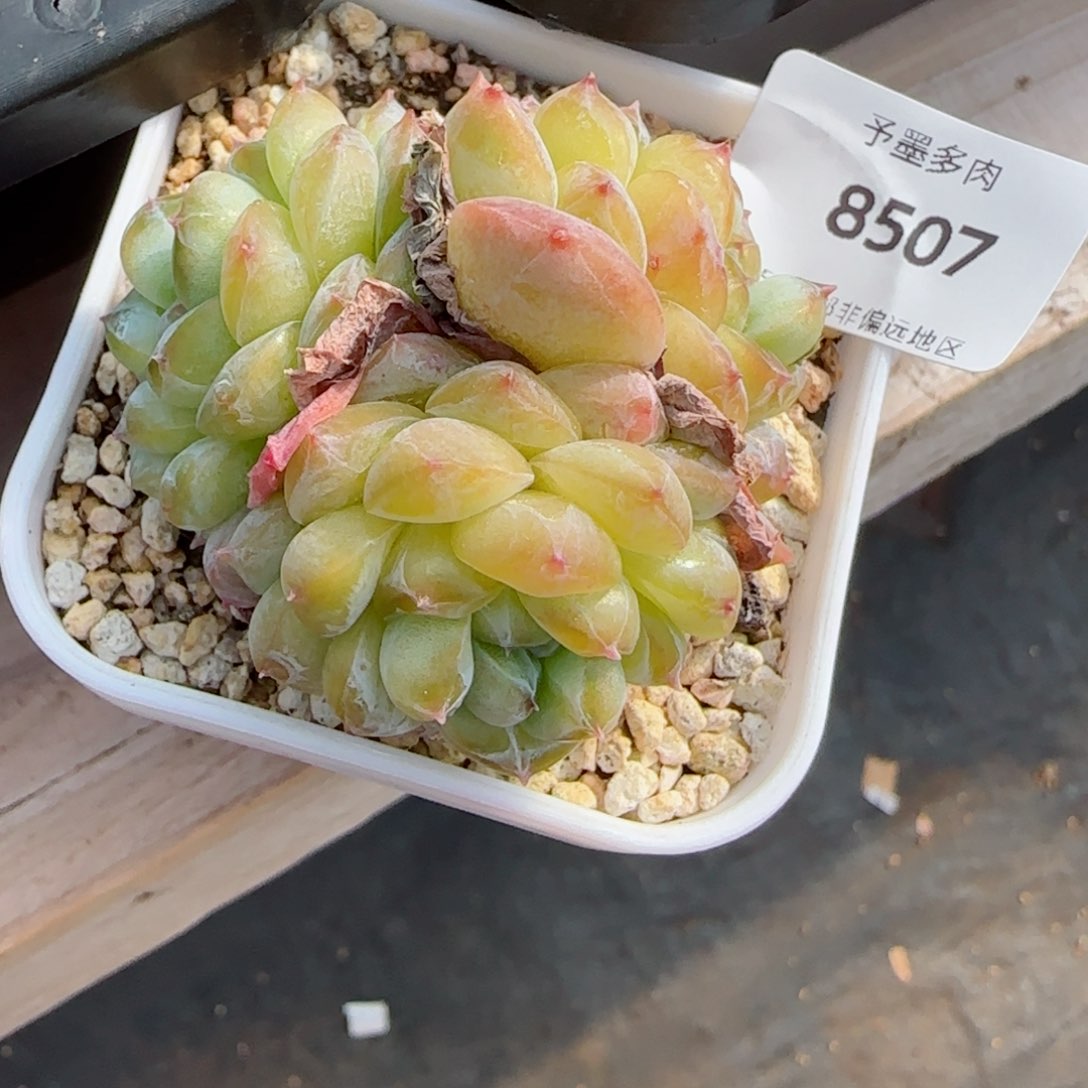 冰魄群，8507多肉