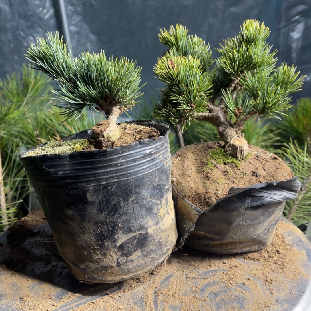 非***心完全开放两颗150包邮