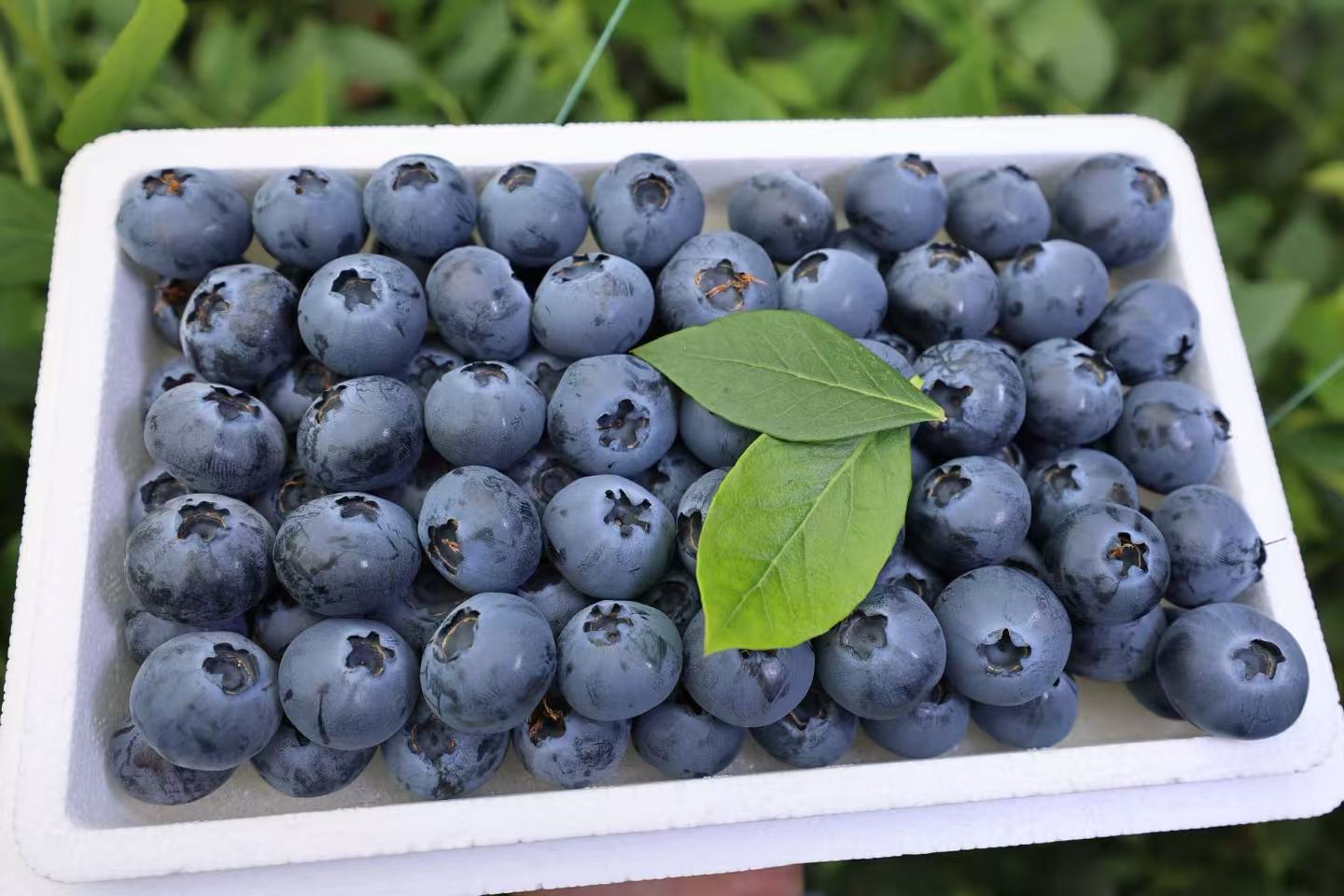 省外专拍【优瑞卡】庄河当地新鲜采摘精品蓝莓中果（18mm-20mm)