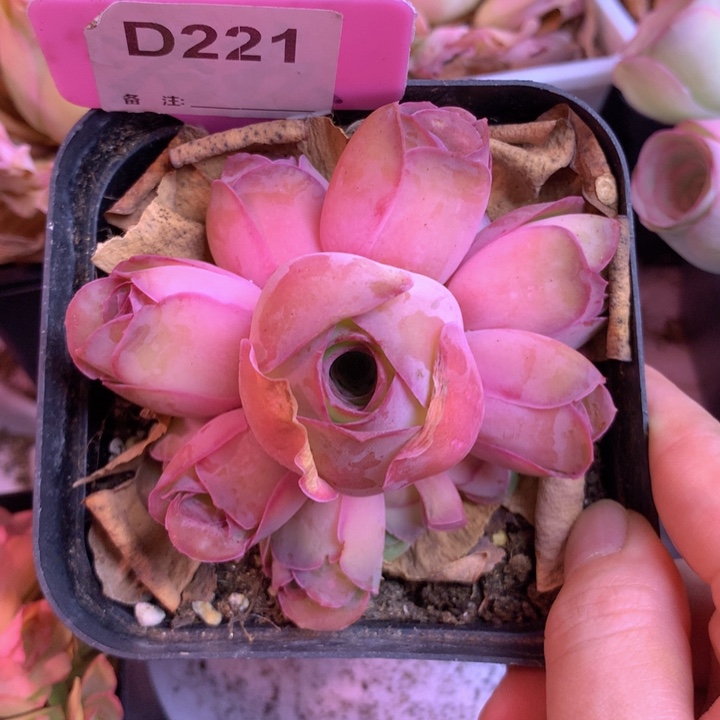 一物一拍红粉佳人221