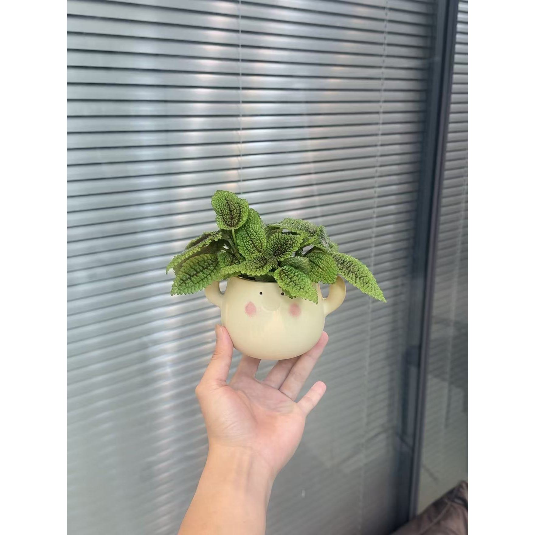 皱叶冷水花室内绿植带独特纹理清新养眼易养净化空气小盆栽