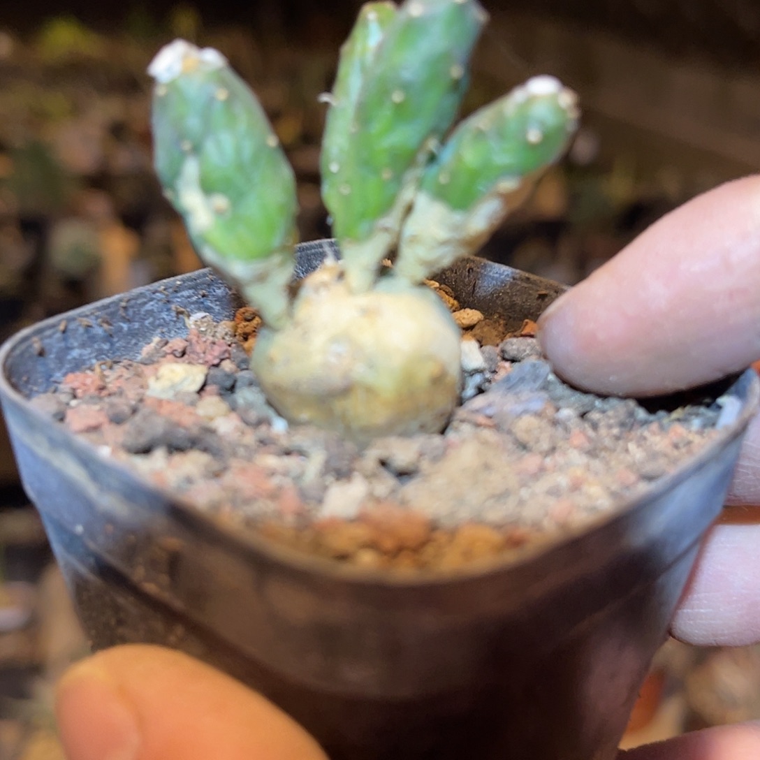 满38包邮2天凑单，脱土晾根发货多肉植物鱼鳞宝