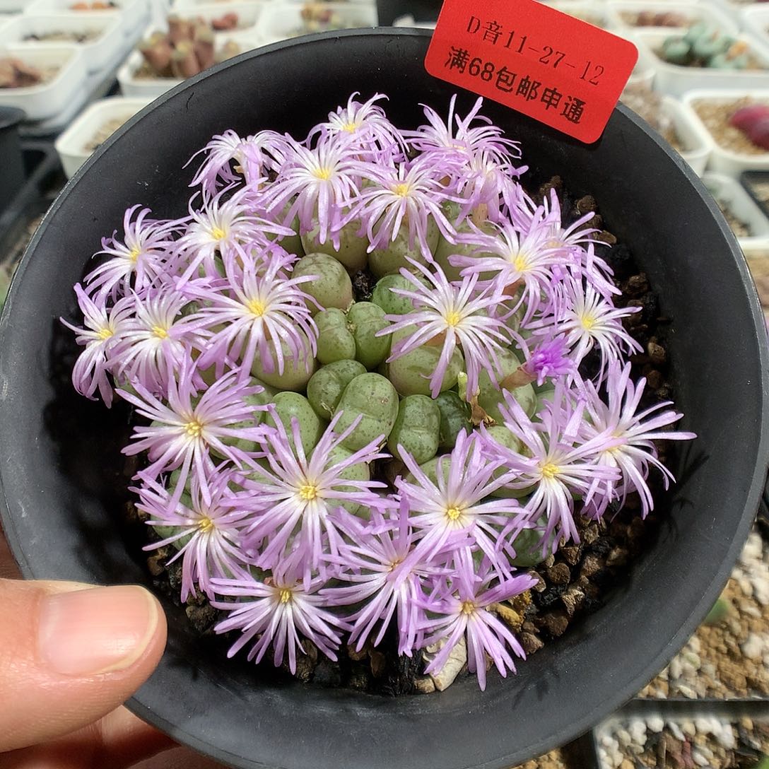 11-27-12.     母本猴脸肉锥