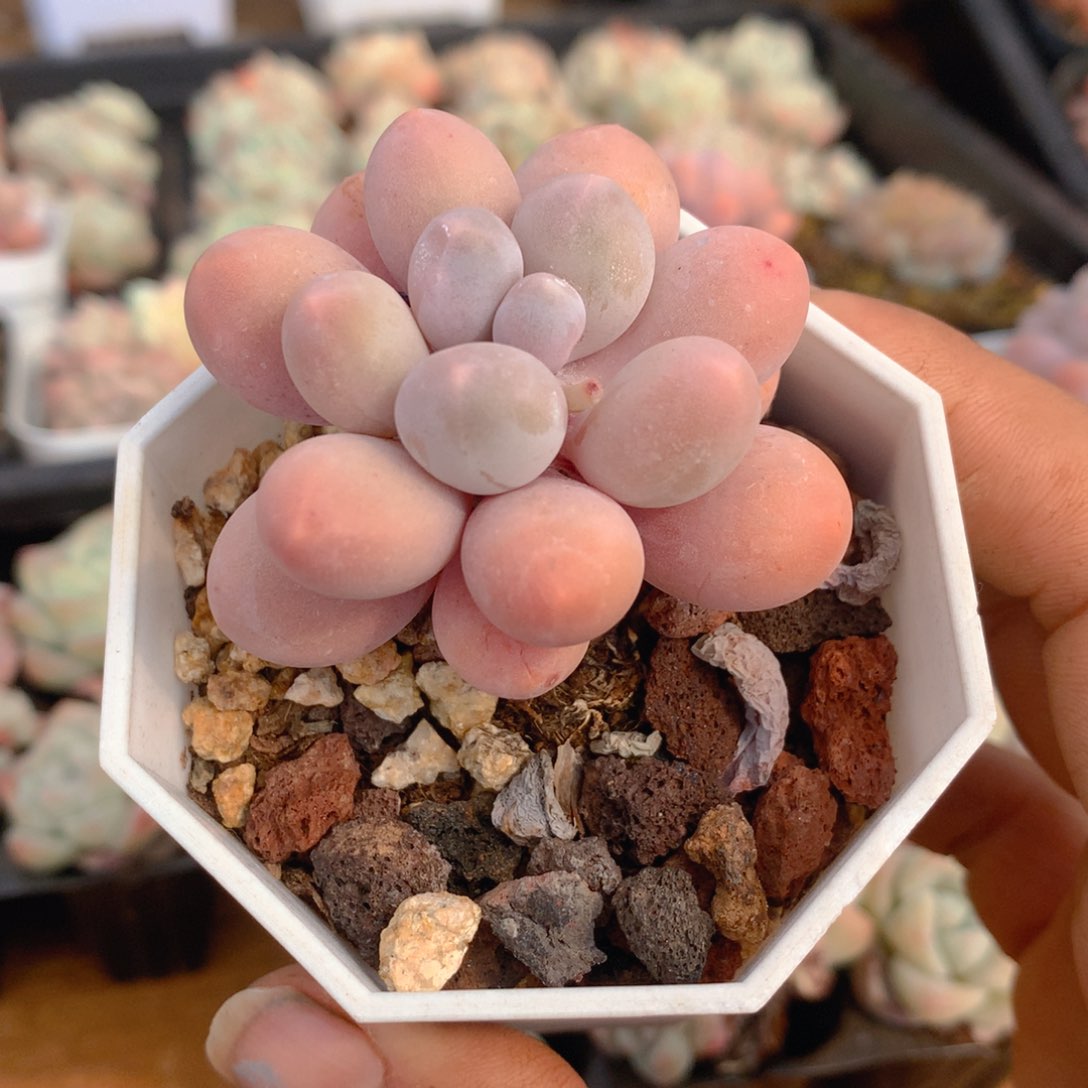 精控汤圆多肉一物一拍