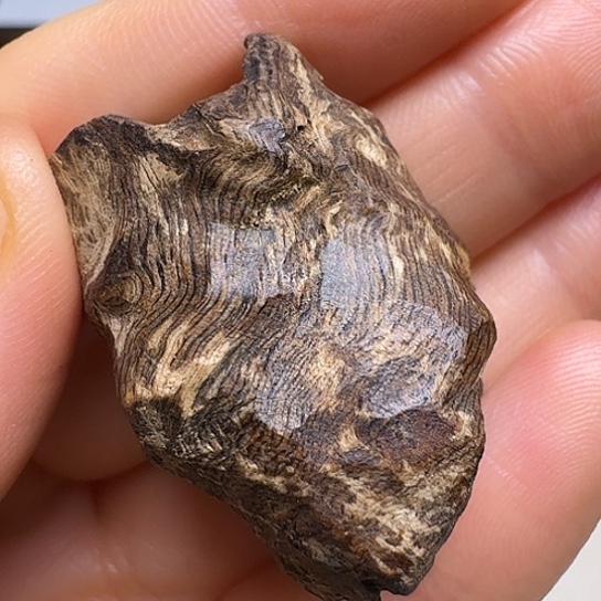 静水静水达拉干软丝5.7克！