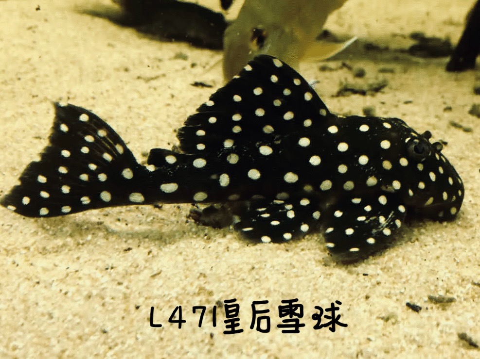 L471皇后雪球异型鱼，南美热带稀有异型工具鱼