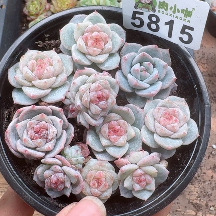 多肉植物多肉植物