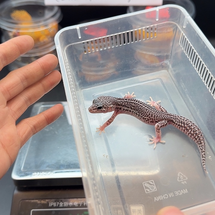 豹纹守宫超级雪花妹妹