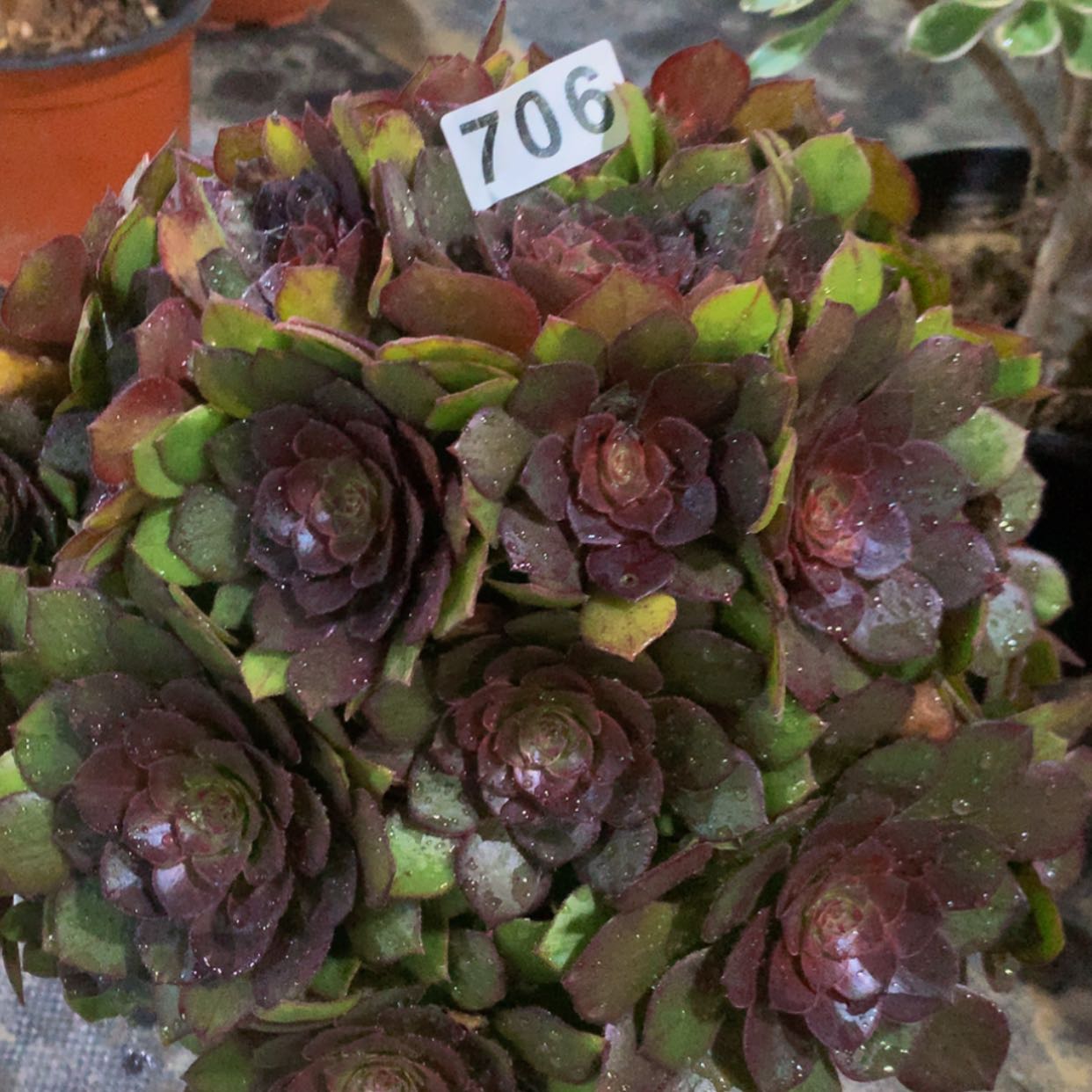 【闪购商品】706桃花石多肉