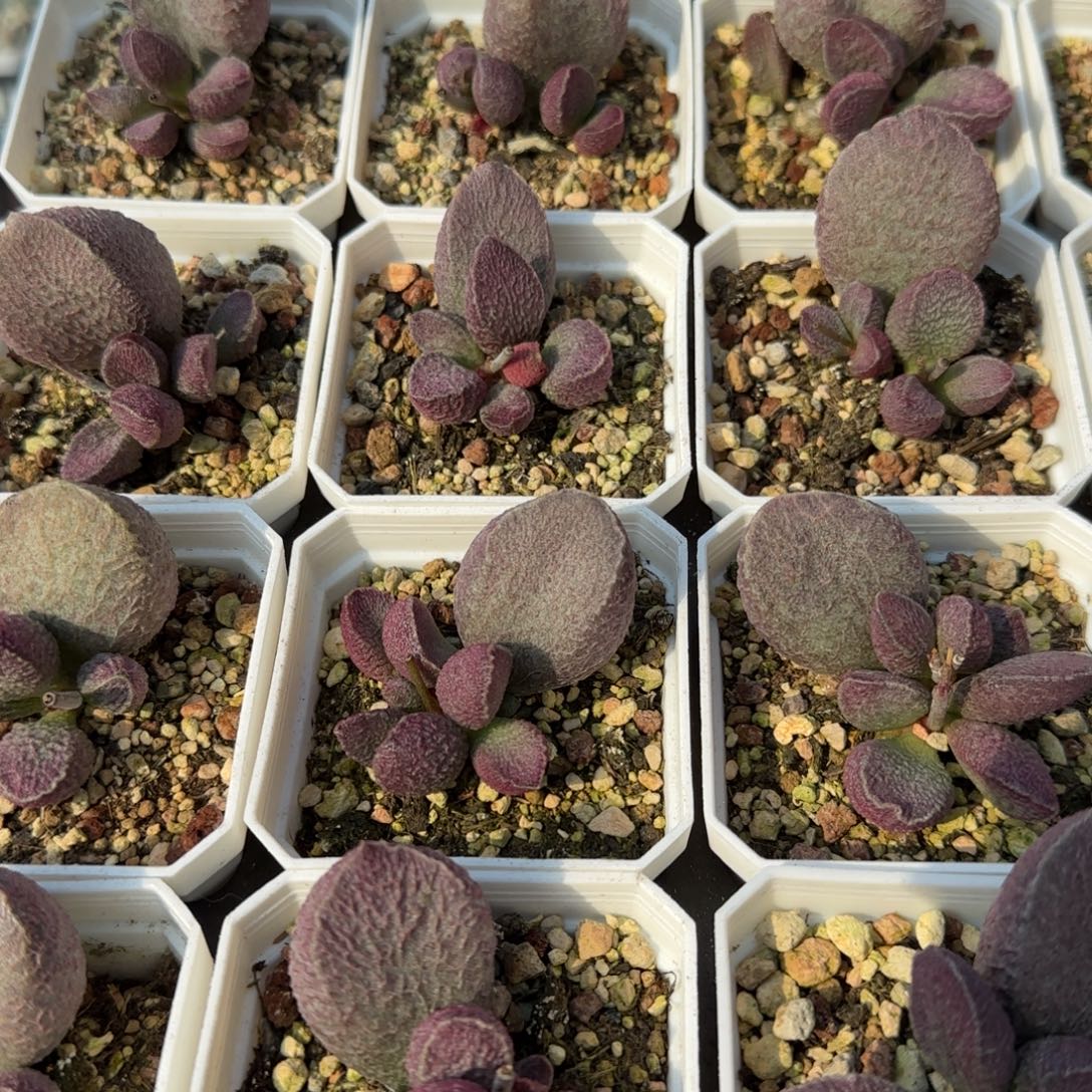 哈莫猪肝量拍链接