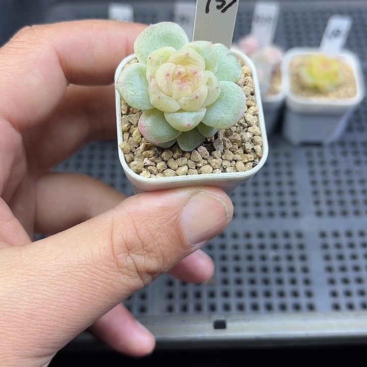 933号单头甜心石化888