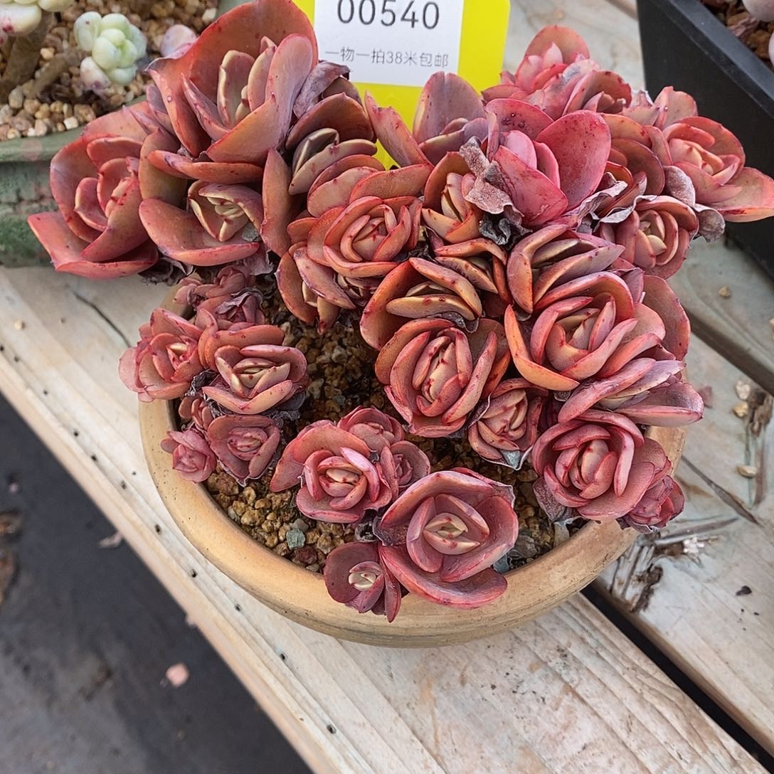 540偷偷烧烤咯哦哟哟哟