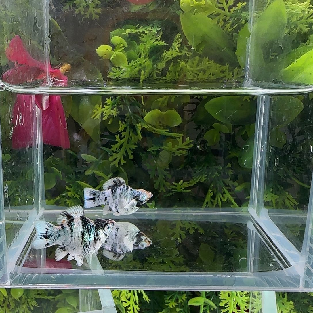 孔雀鱼钻石玛丽红头斑马两母