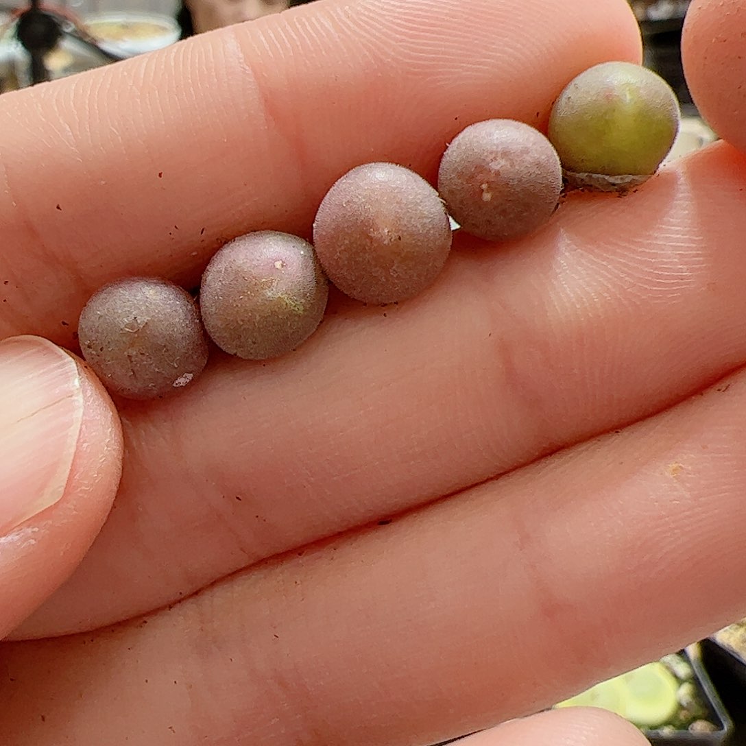 【闪购商品】240 空蝉x5