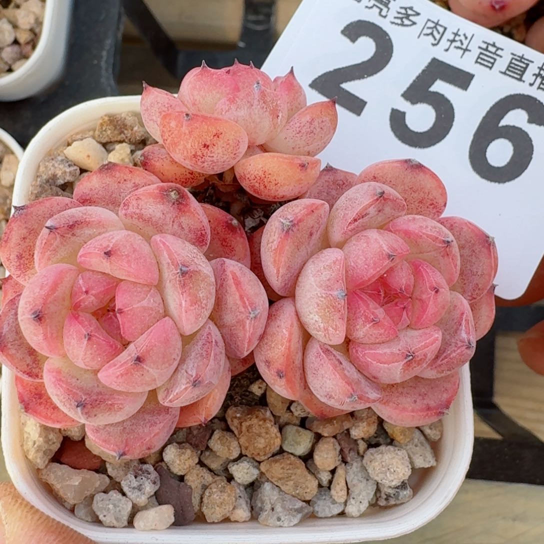原始甜心         多肉植物