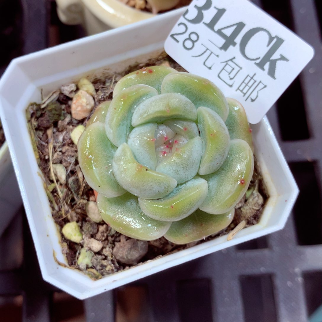 5厘米盆精控多肉314