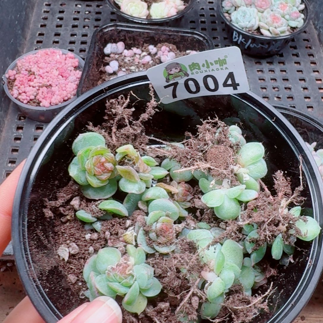 浅***浅多肉植物多肉植物