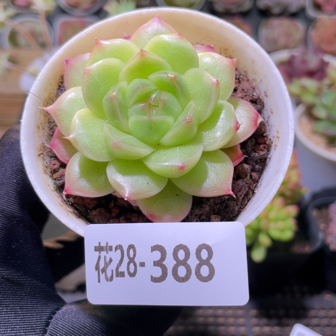 花利美28-388麦秆