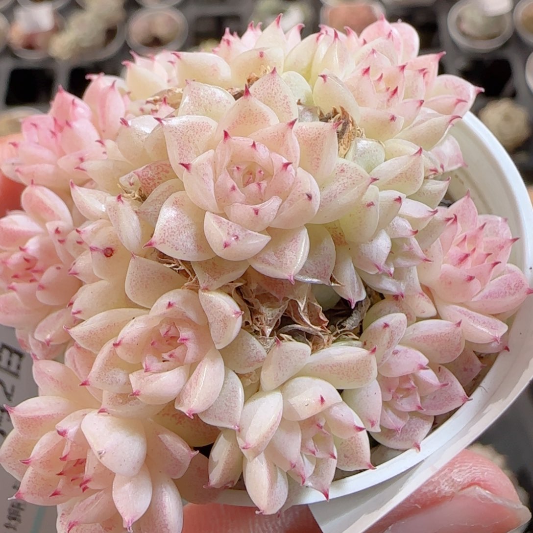 花语多肉0102-160散魔仙