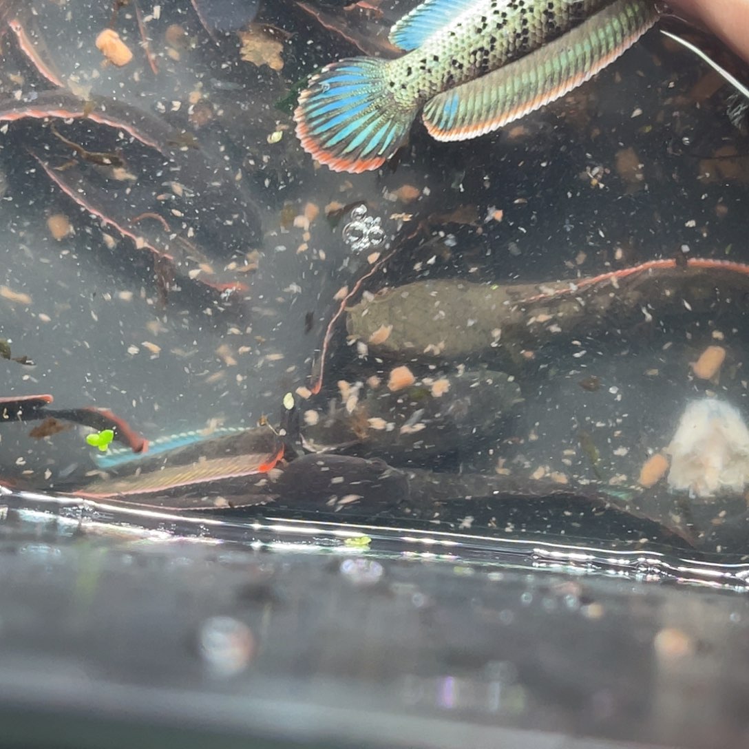 小***哥雷龙鱼77号！1111111111