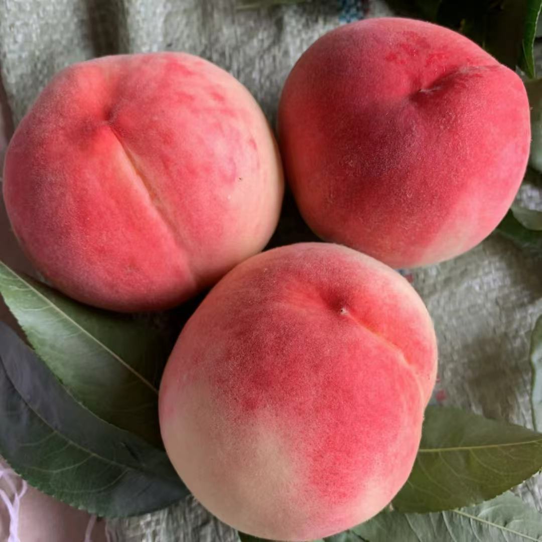 【风清推荐】山东蒙阴毛桃净重4斤装  坏果包赔