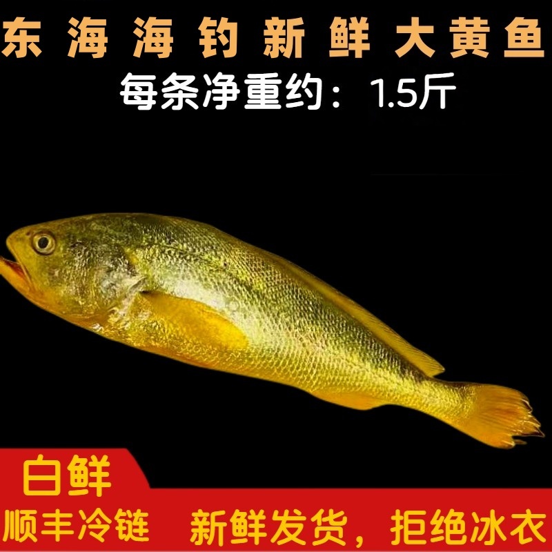 《东海码头》东海正宗海钓新鲜大黄鱼2条   今日实价保鲜  1.5斤/条