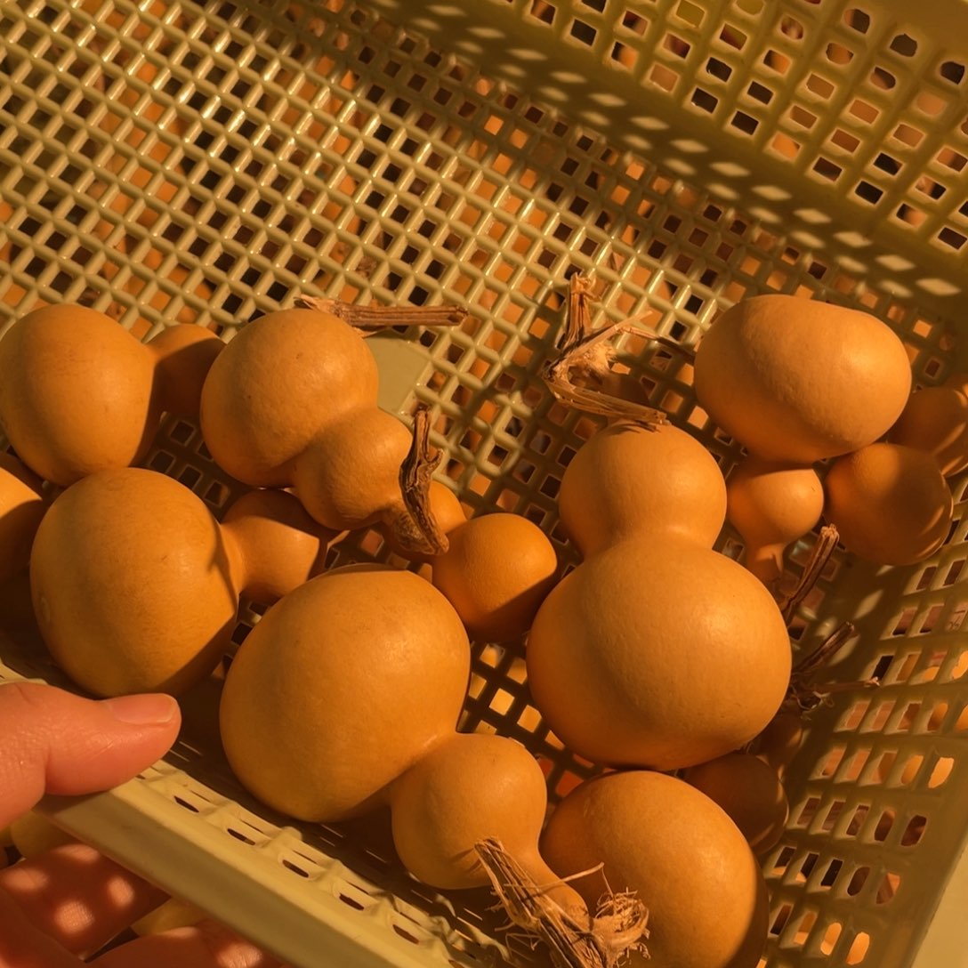 男***。葫芦已直播间为准