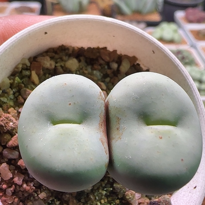 老***堡哈哈哈哈哈哈哈。274