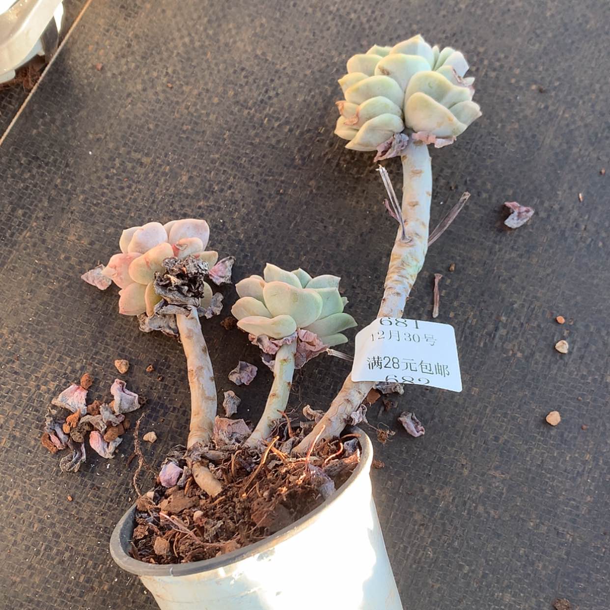 【闪购商品】云681月