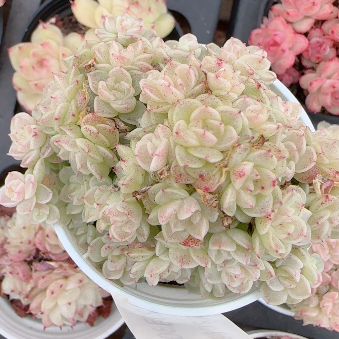 ****空花语多肉1230-117散