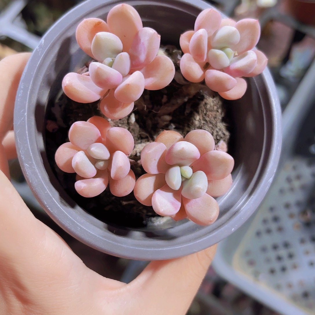 精品花斑鹿多肉植物