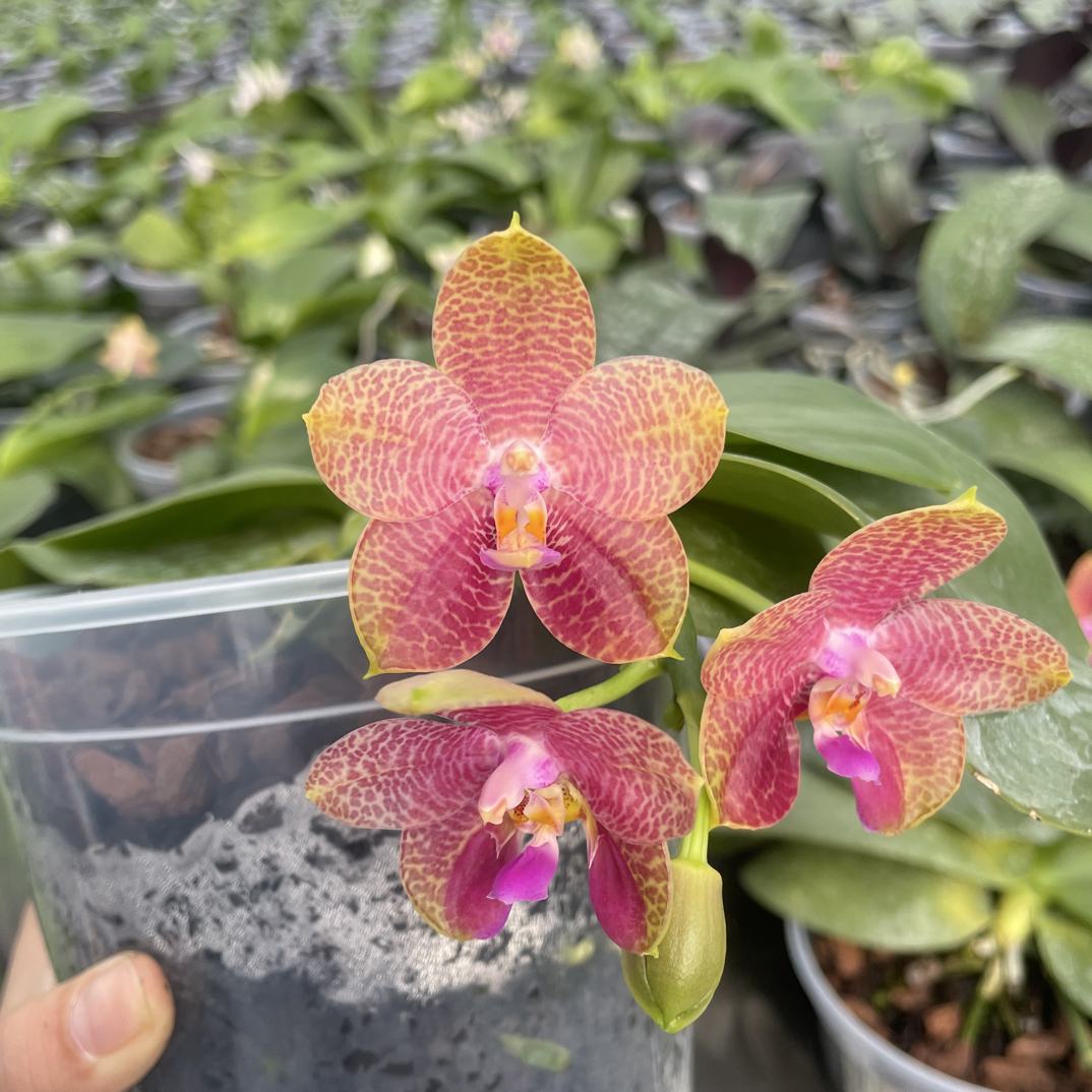 原生种蝴蝶兰象耳交